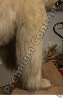 Polar bear leg 0046.jpg